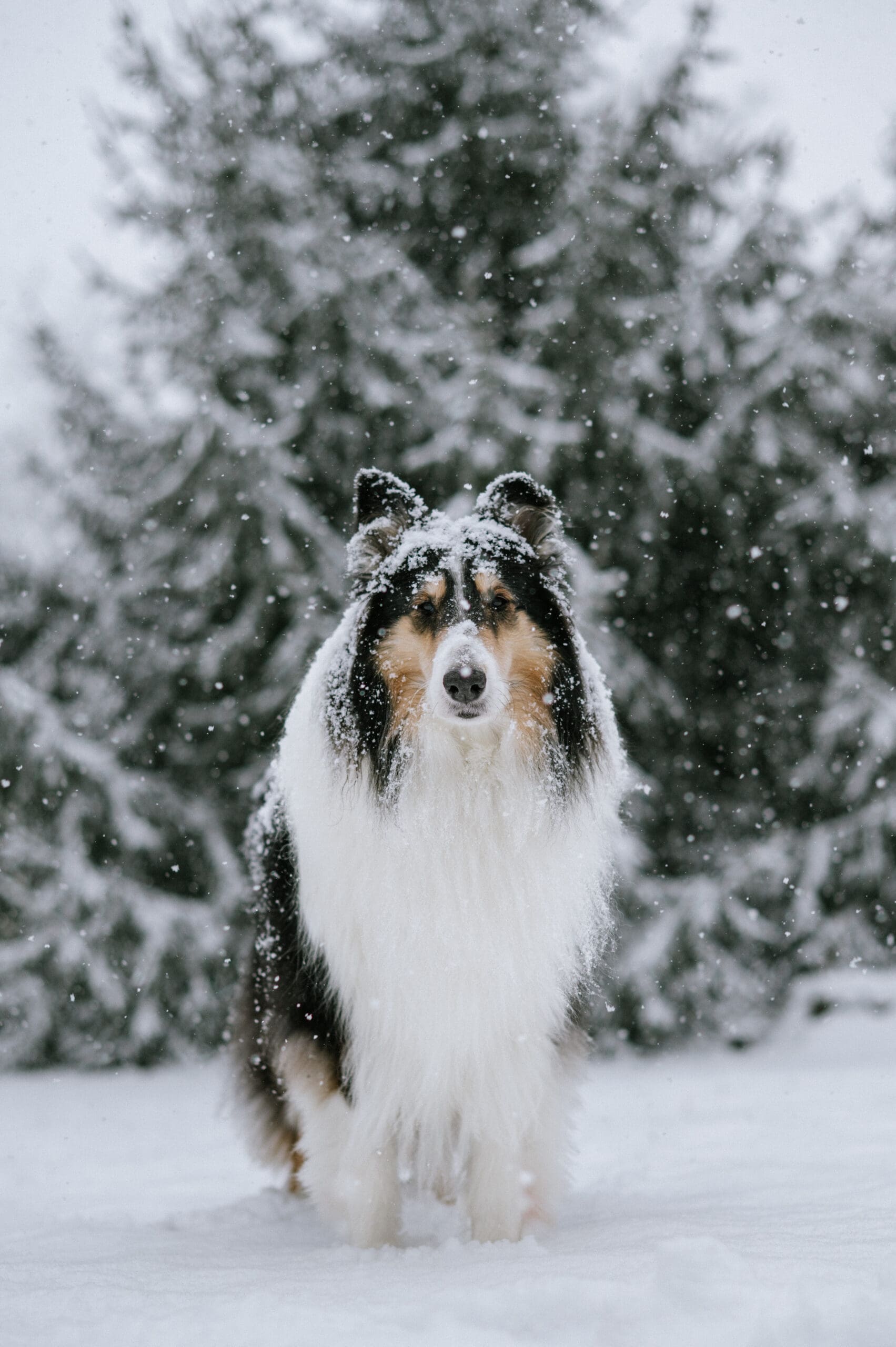 Long-haired dog standing in falling snow during a winter backyard dog photography session, with snow-covered trees in the background.